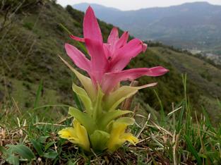 Yaipal (Yaipan) - The Verdant Treasure of Manipur's Hills