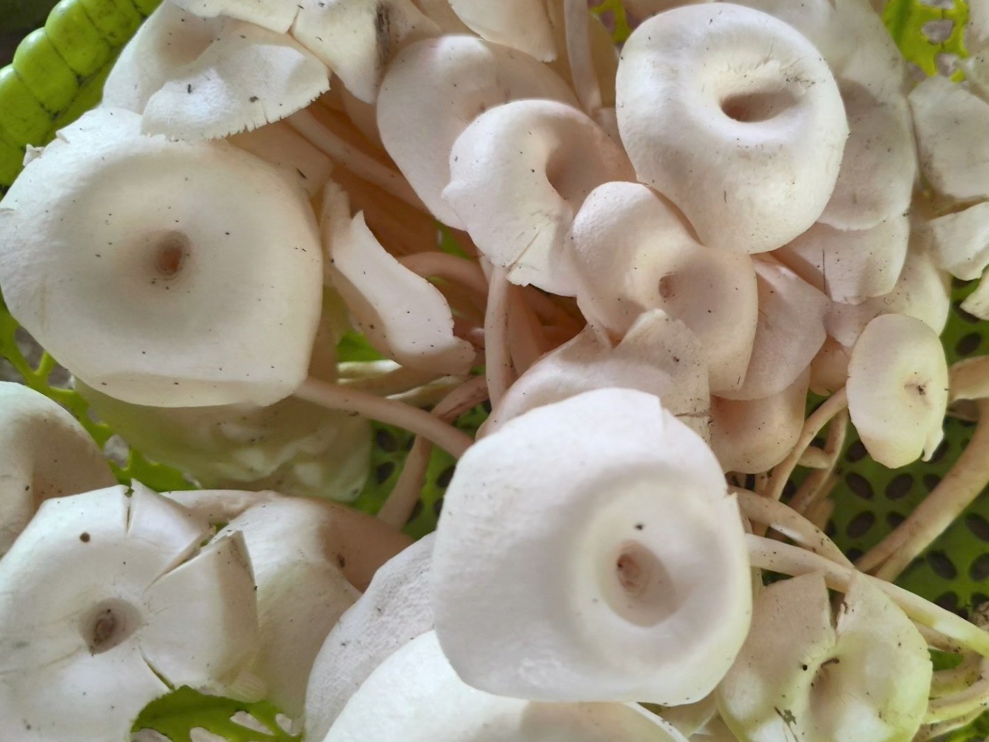 Chenggum: The Culinary and Ecological Identity of Manipuri Mushrooms
