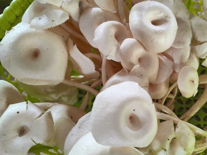Chenggum: The Culinary and Ecological Identity of Manipuri Mushrooms